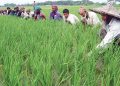 তিন বছরের জন্য কৃষিঋণ পুনঃ তপশিলের সুযোগ