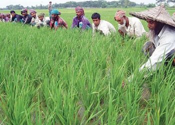 তিন বছরের জন্য কৃষিঋণ পুনঃ তপশিলের সুযোগ