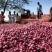 ভারত ছাড়া আরও ৯ দেশ থেকে পেঁয়াজ আমদানির অনুমতি