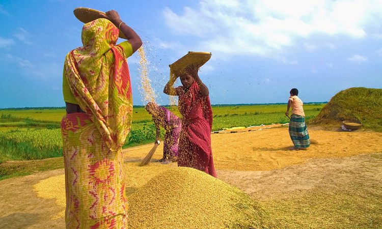 ‘এবছর বোরো ধানের উৎপাদন লক্ষ্যমাত্রার চেয়ে বেশি হবে’