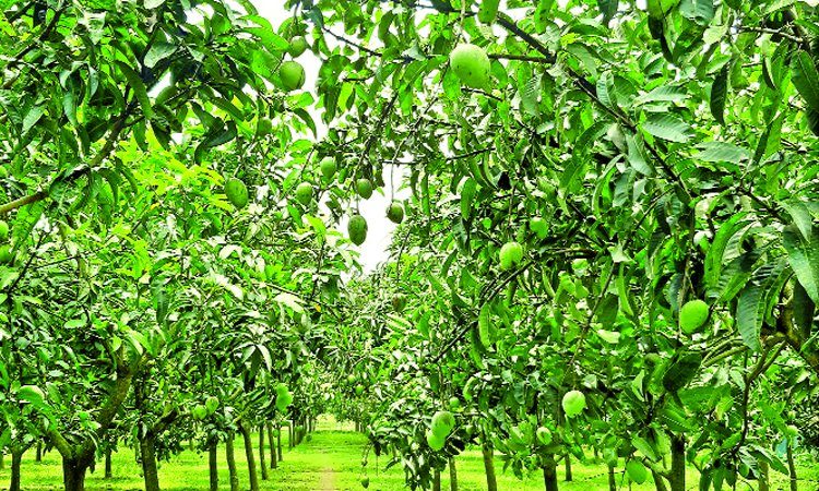 হাঁড়িভাঙা আমের বাগান সবার নজর কাড়ছে