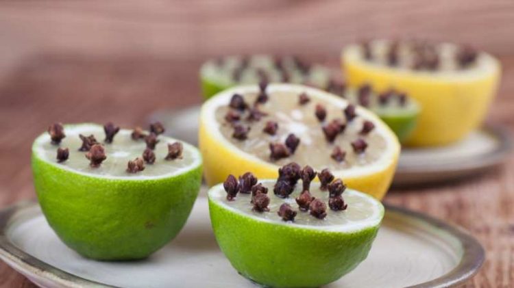 রান্নাঘরে মাছির উপদ্রব? জেনে নিন সহজ কিছু সমাধান