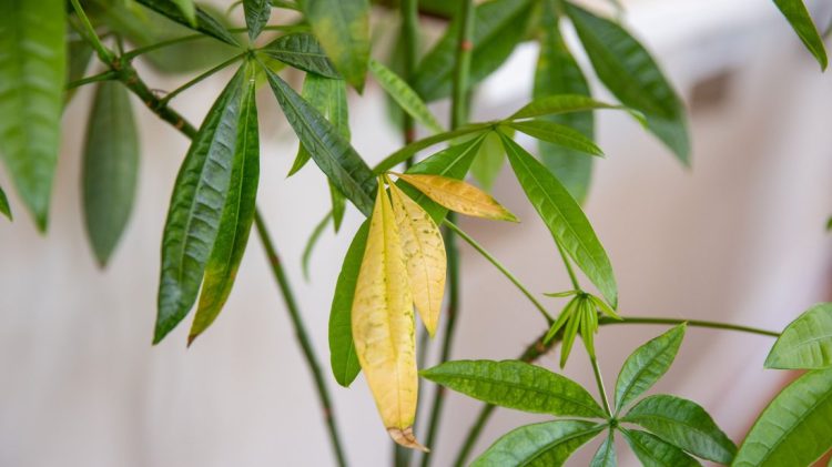 গাছের পাতা হলুদ হয়ে যাওয়ার ৮ কারণ